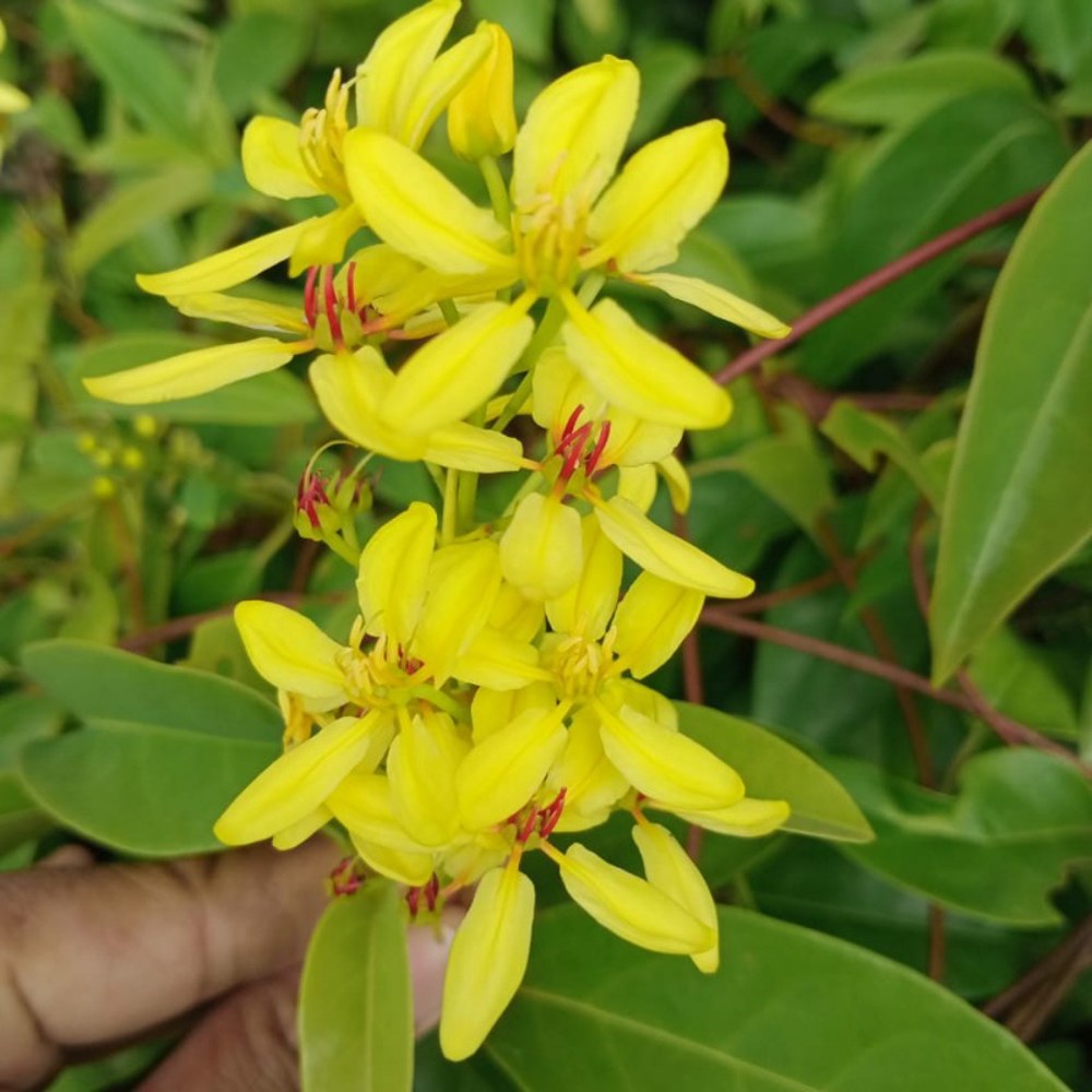 Pokok Australian Gold Vine/Galphimia Untuk Kelulut dan Lebah - Image 2