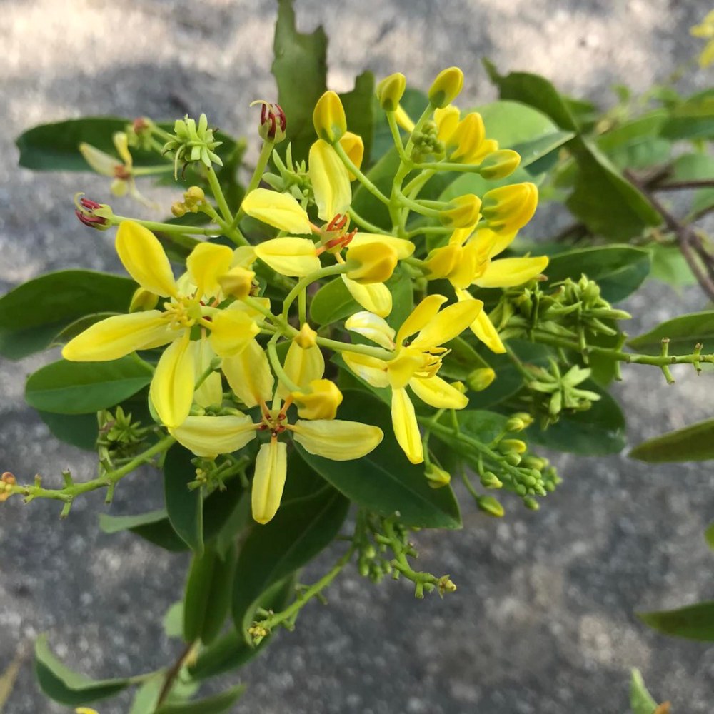 Pokok Australian Gold Vine/Galphimia Untuk Kelulut dan Lebah - Image 3