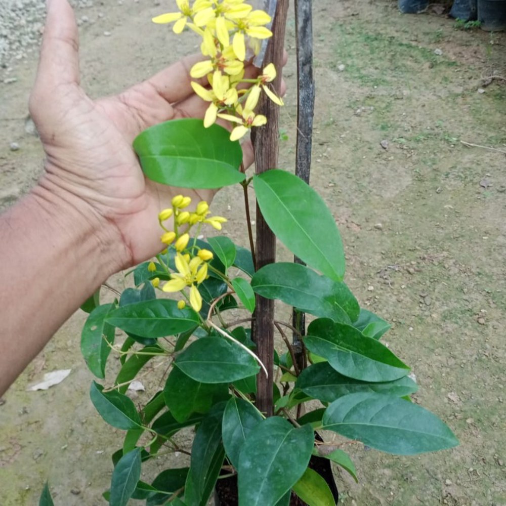 Pokok Australian Gold Vine/Galphimia Untuk Kelulut dan Lebah - Image 4