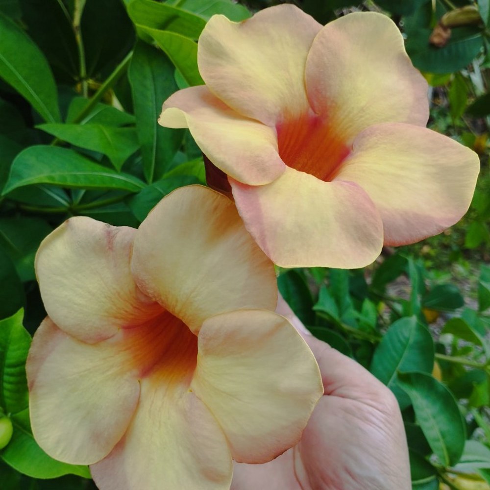 Anak Pokok Allamanda Violacea Cream - Image 1