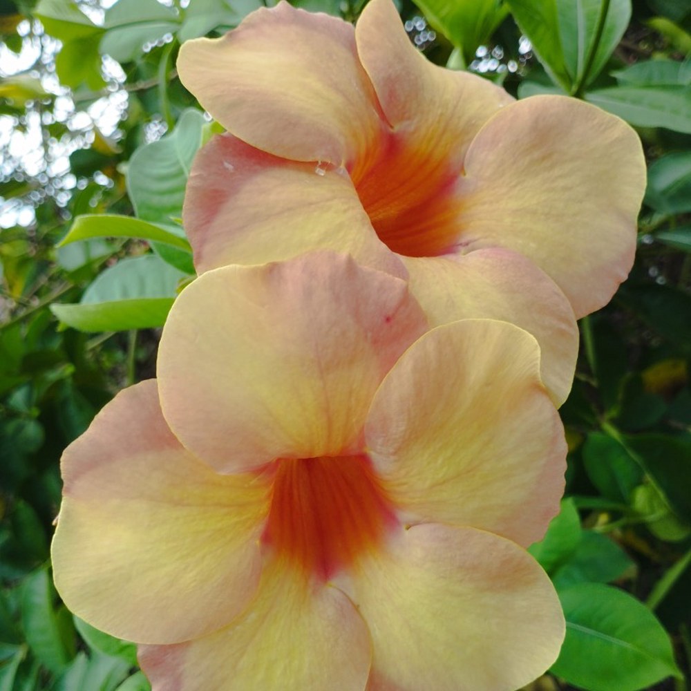 Anak Pokok Allamanda Violacea Cream - Image 2