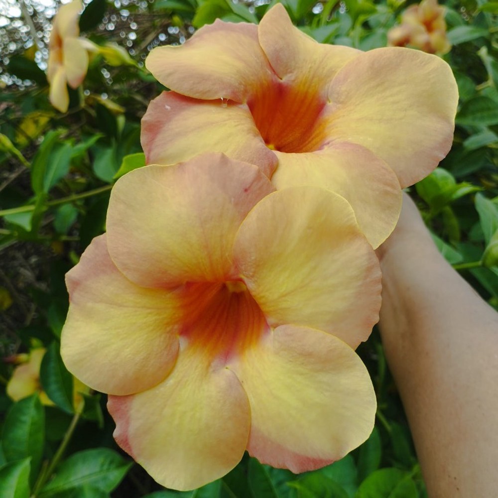 Anak Pokok Allamanda Violacea Cream - Image 3