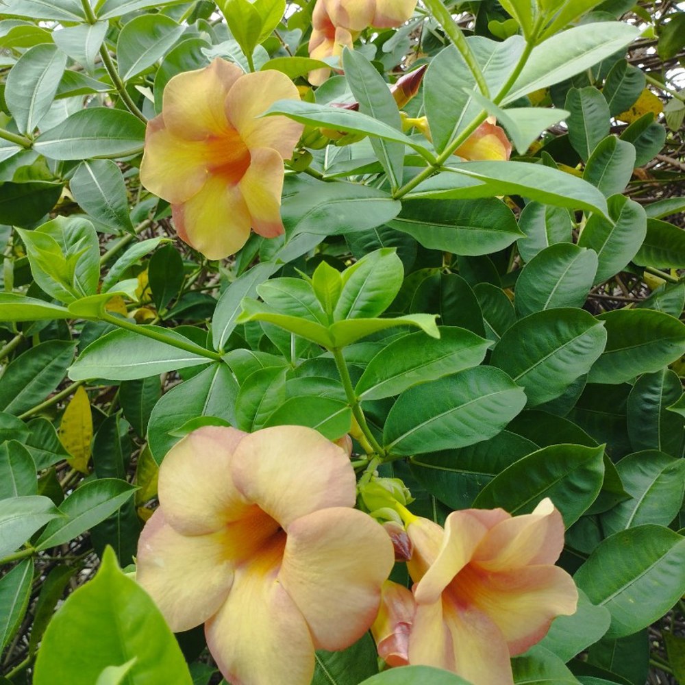 Anak Pokok Allamanda Violacea Cream - Image 4