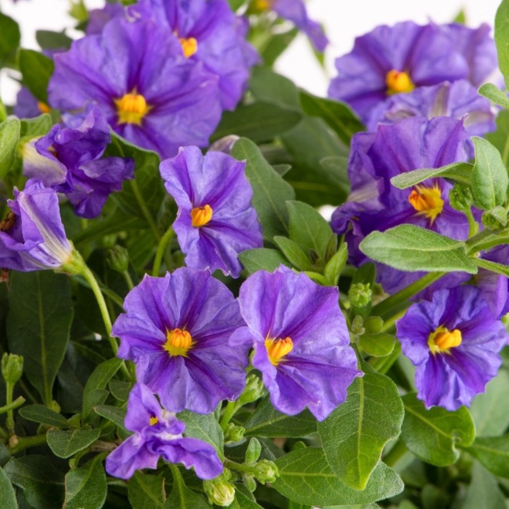 Anak Pokok Lycianthes/Solanum Rantonnetii aka Blue Potato Bush - Image 1