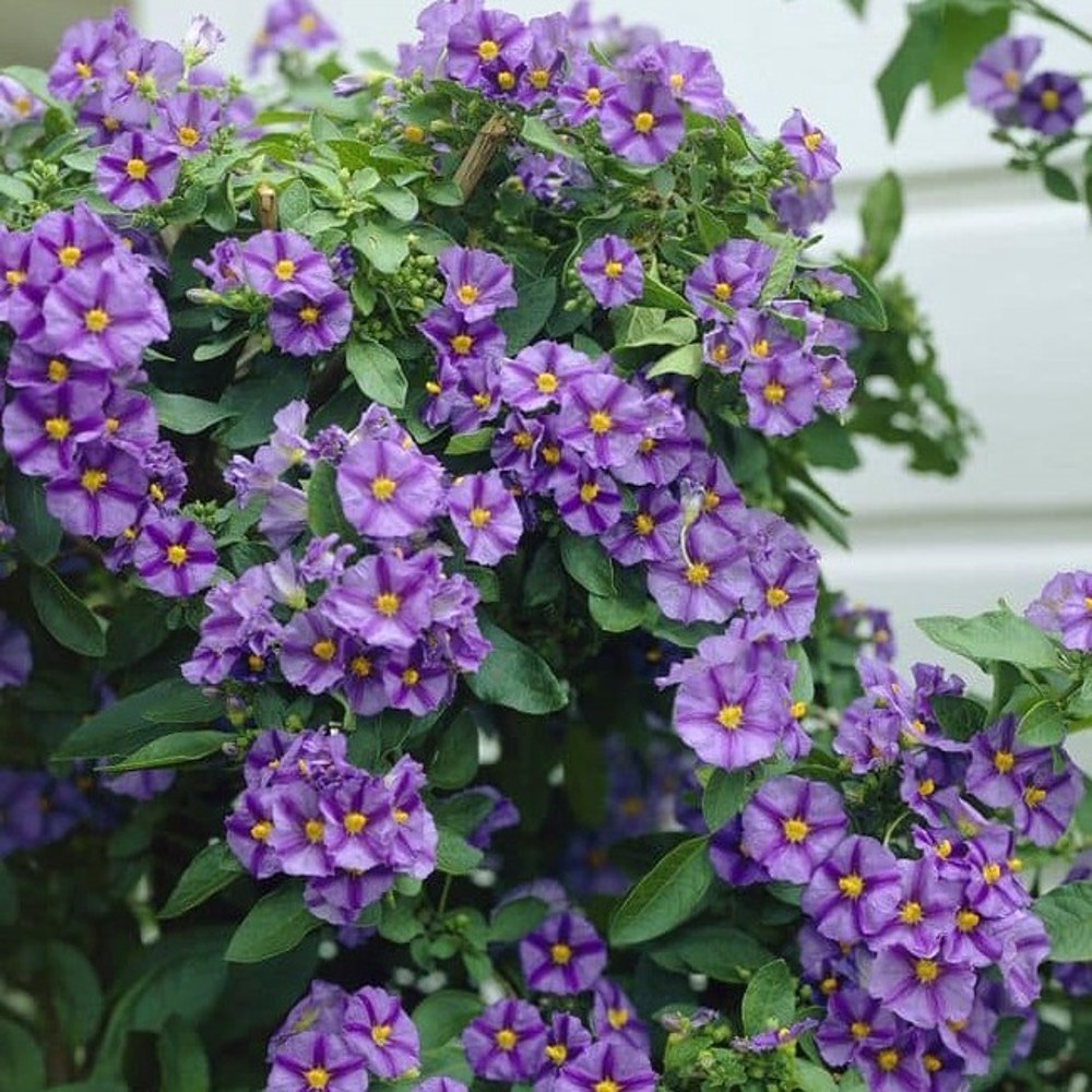 Anak Pokok Lycianthes/Solanum Rantonnetii aka Blue Potato Bush - Image 2