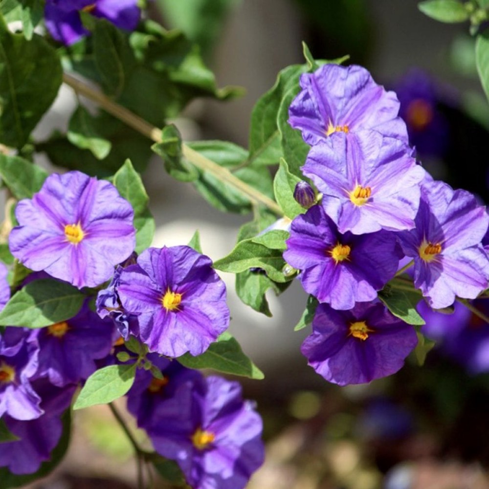 Anak Pokok Lycianthes/Solanum Rantonnetii aka Blue Potato Bush - Image 3