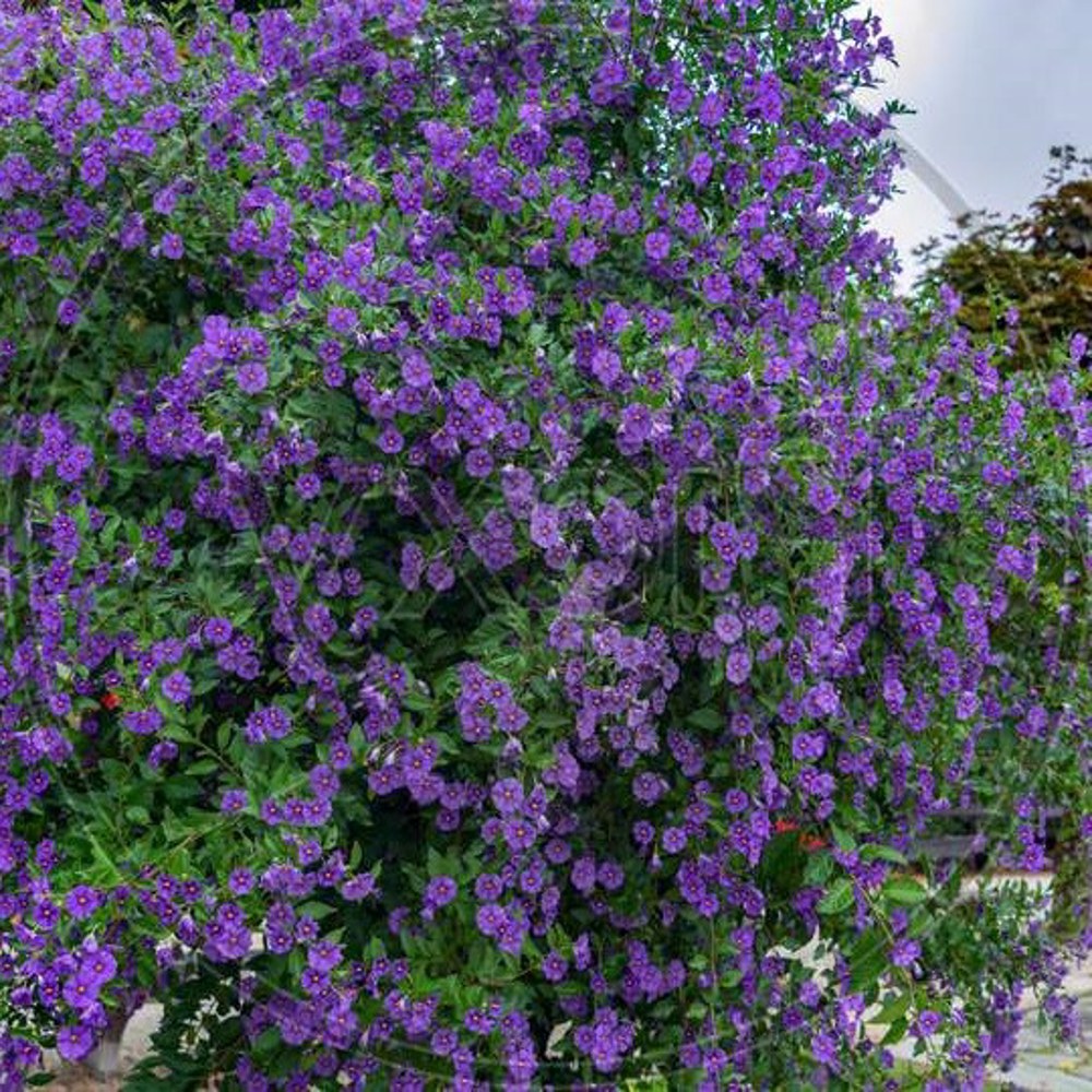 Anak Pokok Lycianthes/Solanum Rantonnetii aka Blue Potato Bush - Image 4