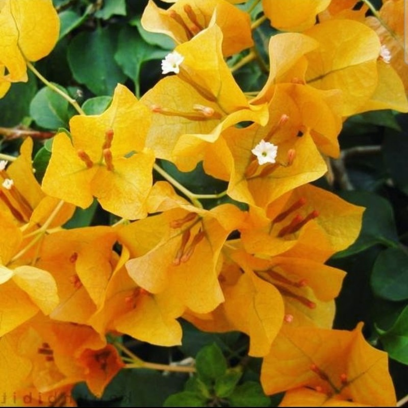 Pokok Bunga Kertas/Bougainvillea Kuning - Image 1