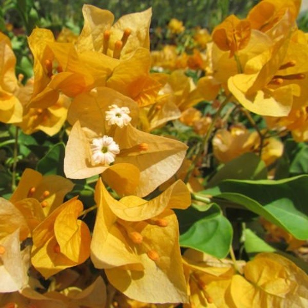 Pokok Bunga Kertas/Bougainvillea Kuning - Image 2