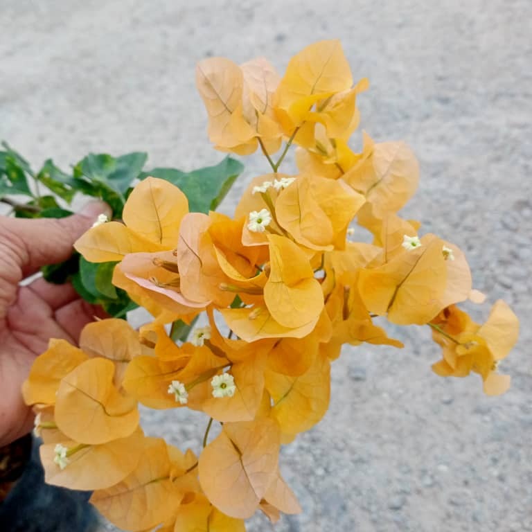 Pokok Bunga Kertas/Bougainvillea Kuning - Image 3