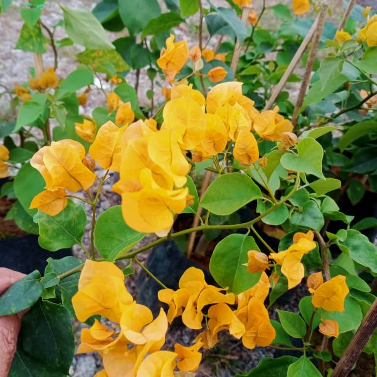 Pokok Bunga Kertas/Bougainvillea Kuning - Image 4