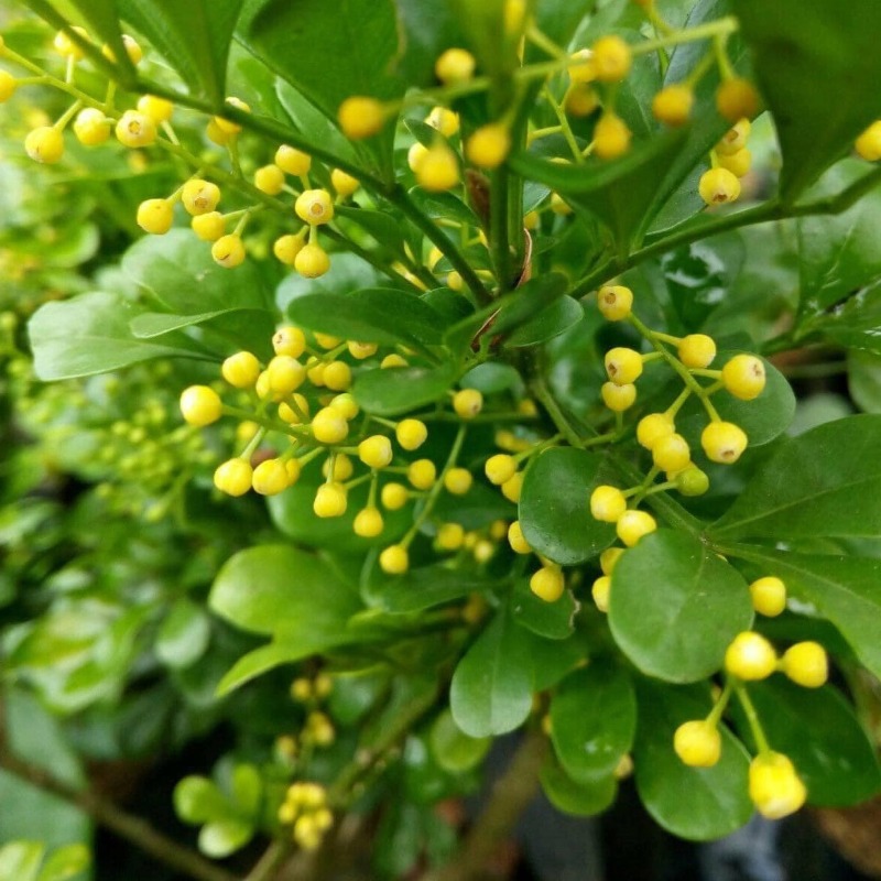 Anak Pokok Telur Belangkas  Aglaia Odorata aka Chinese Perfume - Image 1