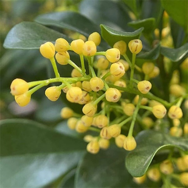 Anak Pokok Telur Belangkas  Aglaia Odorata aka Chinese Perfume - Image 2