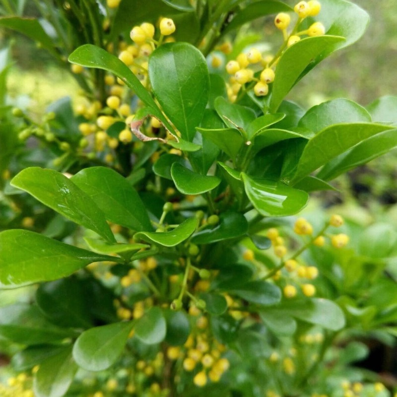 Anak Pokok Telur Belangkas  Aglaia Odorata aka Chinese Perfume - Image 3