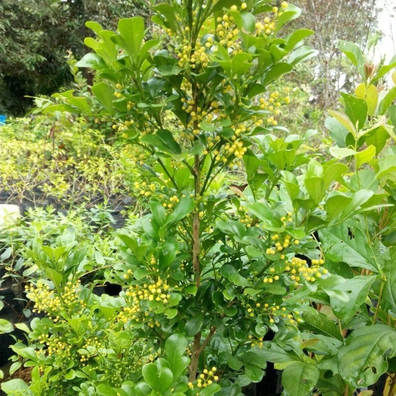 Anak Pokok Telur Belangkas  Aglaia Odorata aka Chinese Perfume - Image 4
