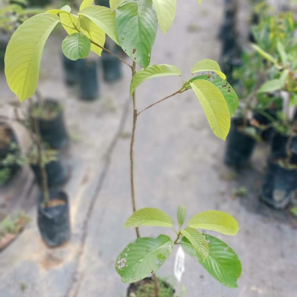 Anak Pokok Rambai (Nadir) Kahwin - Image 4