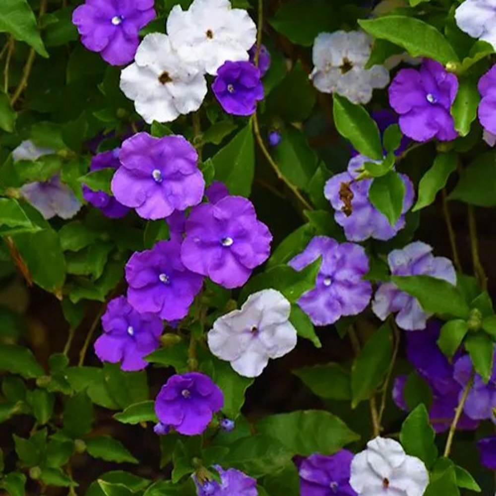 Anak Pokok Bunga Yesterday Today Tomorrow/Lady of The Night (Brunfelsia Americana) Ungu - Image 1