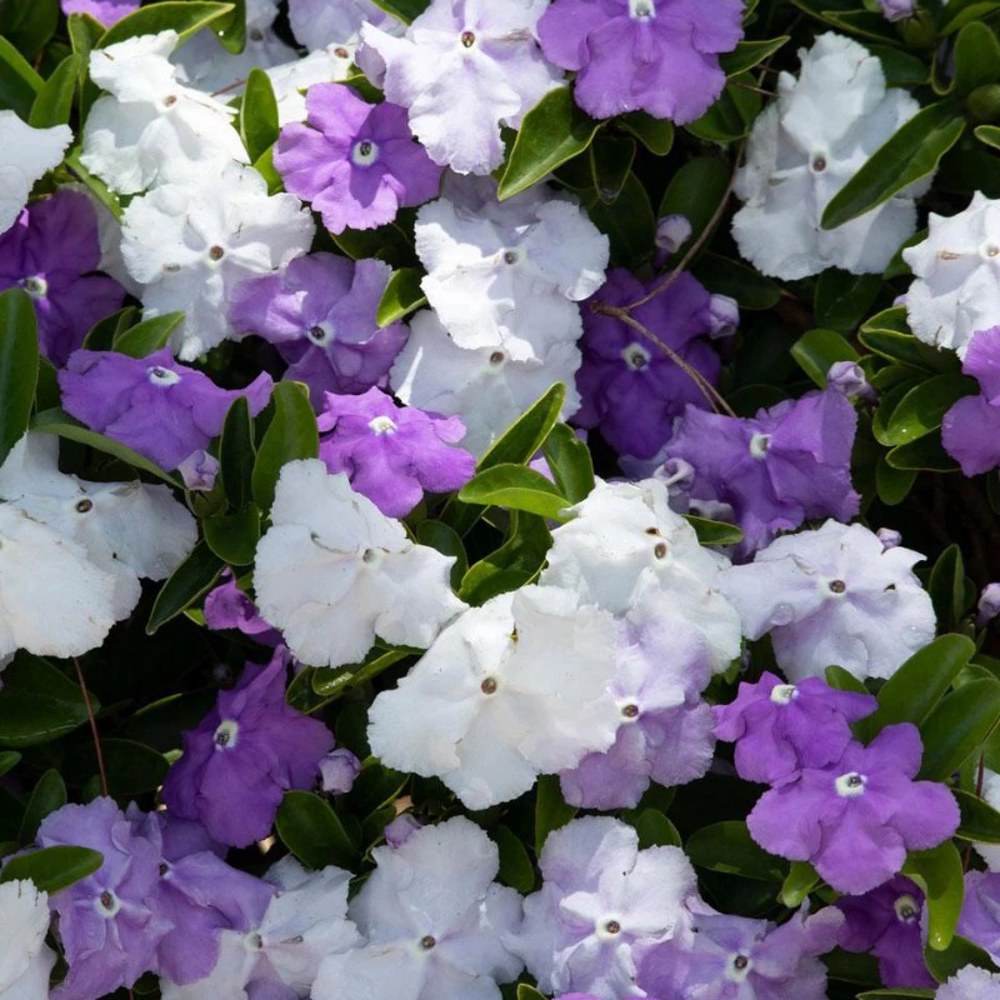 Anak Pokok Bunga Yesterday Today Tomorrow/Lady of The Night (Brunfelsia Americana) Ungu - Image 2