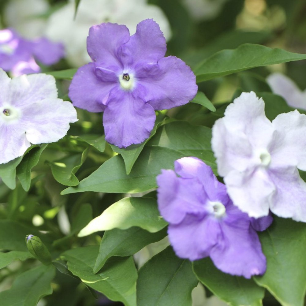 Anak Pokok Bunga Yesterday Today Tomorrow/Lady of The Night (Brunfelsia Americana) Ungu - Image 3
