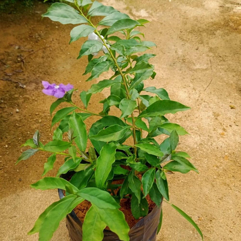Anak Pokok Bunga Yesterday Today Tomorrow/Lady of The Night (Brunfelsia Americana) Ungu - Image 4