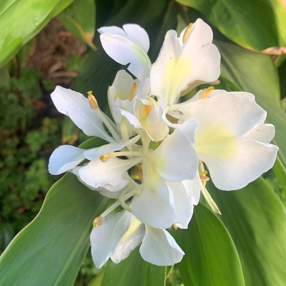 Anak Pokok Gandasuli/Butterfly Gingers/Hedychium Coronarium Pelbagai Warna - Image 1