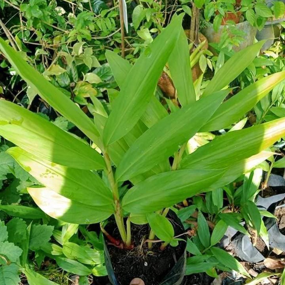 Anak Pokok Gandasuli/Butterfly Gingers/Hedychium Coronarium Pelbagai Warna - Image 2