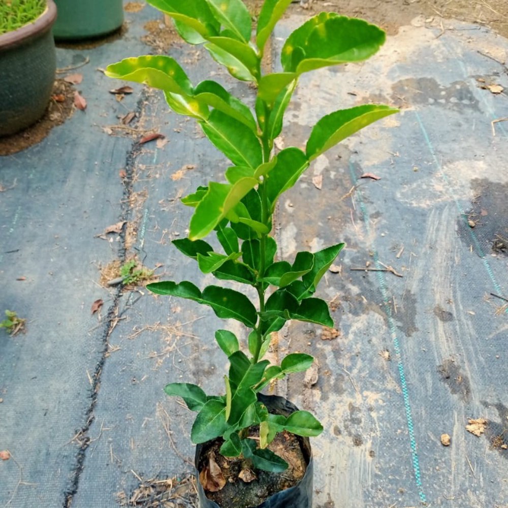 Anak Pokok Limau Purut Kahwin - Image 3