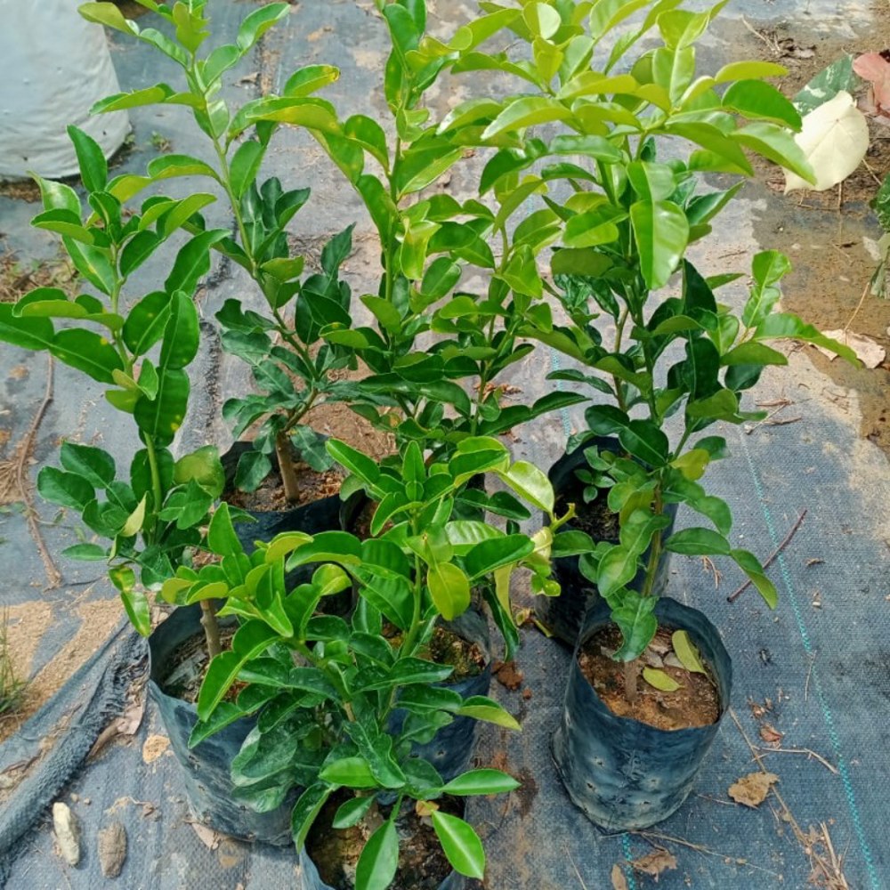 Anak Pokok Limau Purut Kahwin - Image 4