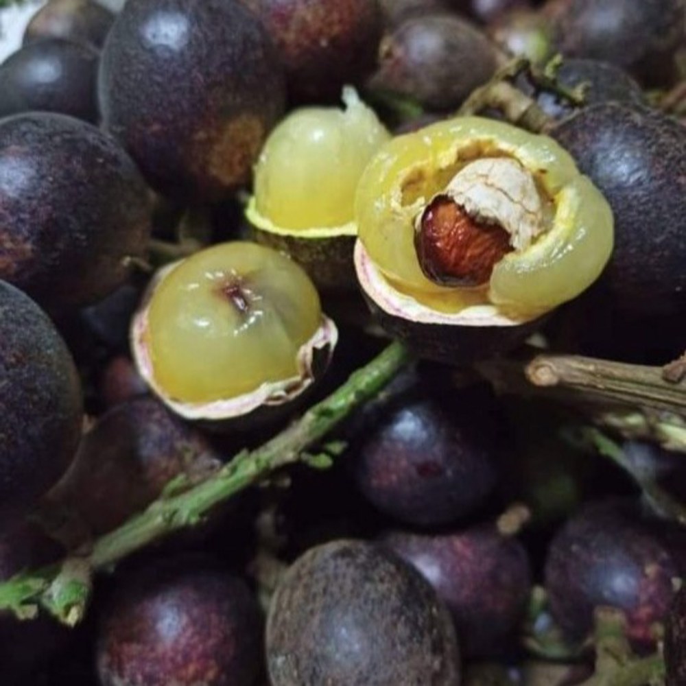 Anak Pokok Matoa (Kristal/Laici Brazil) Hitam - Image 1