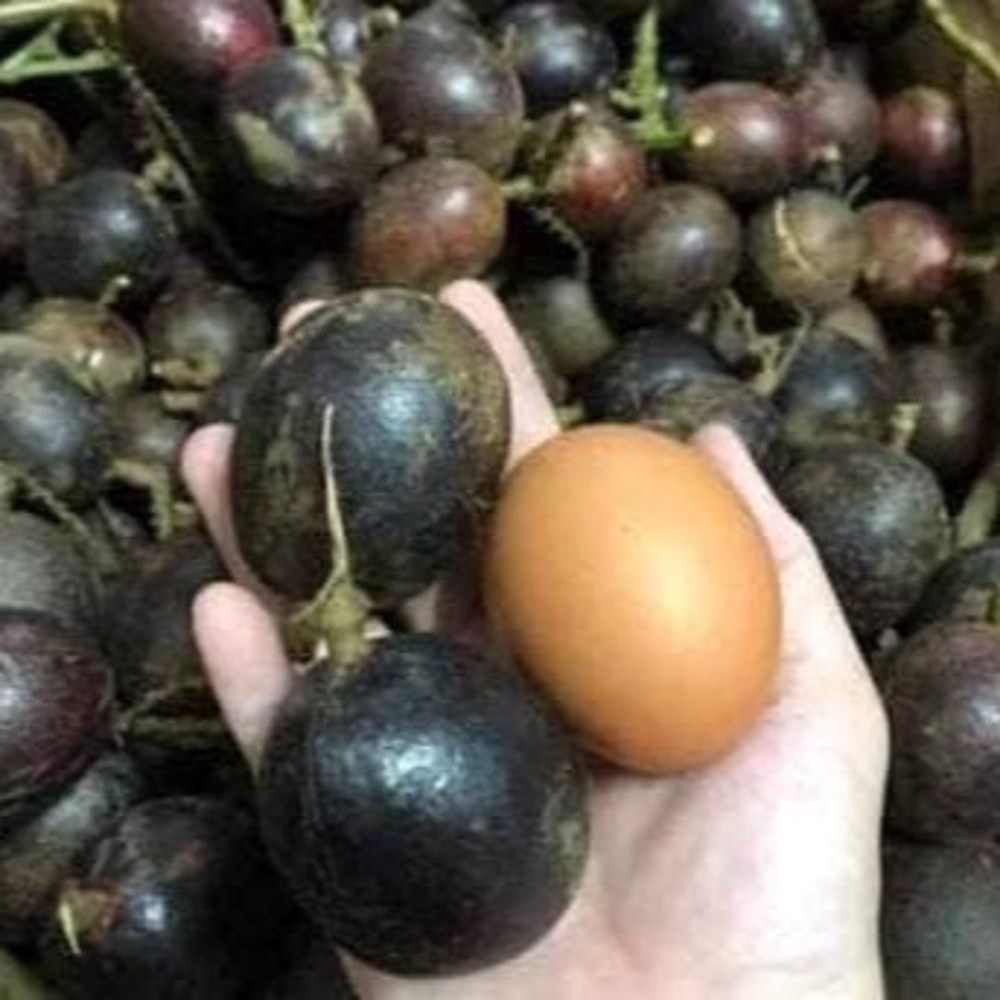 Anak Pokok Matoa (Kristal/Laici Brazil) Hitam - Image 3