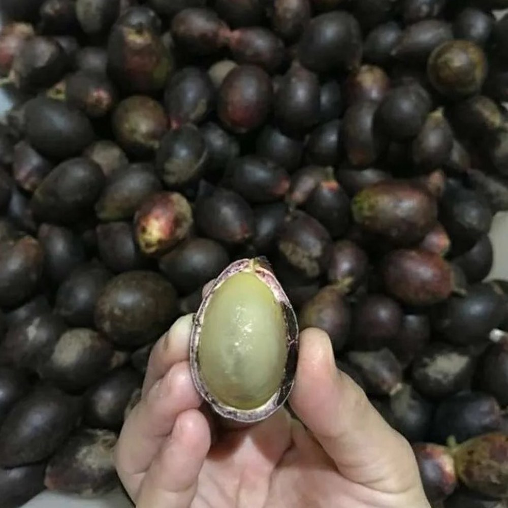 Anak Pokok Matoa (Kristal/Laici Brazil) Hitam - Image 4
