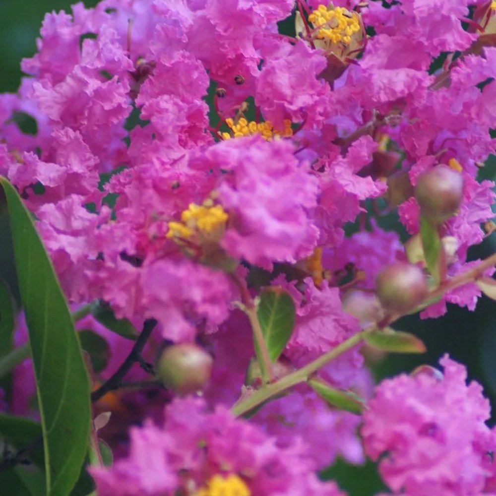 Anak Pokok Bungor (Lagerstroemia Indica/Crape Myrtle) Pelbagai Warna - Image 1