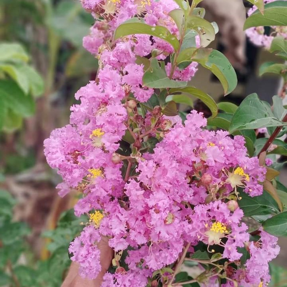 Anak Pokok Bungor (Lagerstroemia Indica/Crape Myrtle) Pelbagai Warna - Image 2