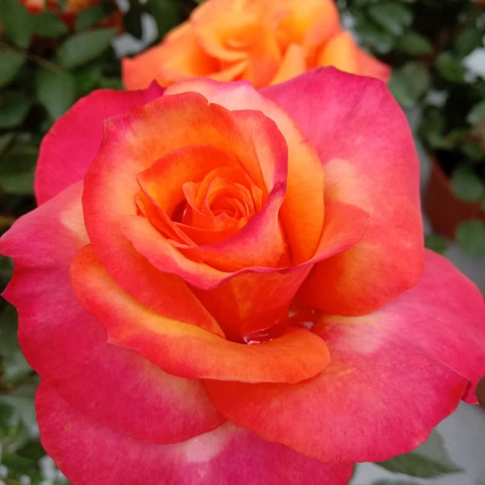 Pokok Bunga Rose Mix (Kampung + English Rose) - Image 1