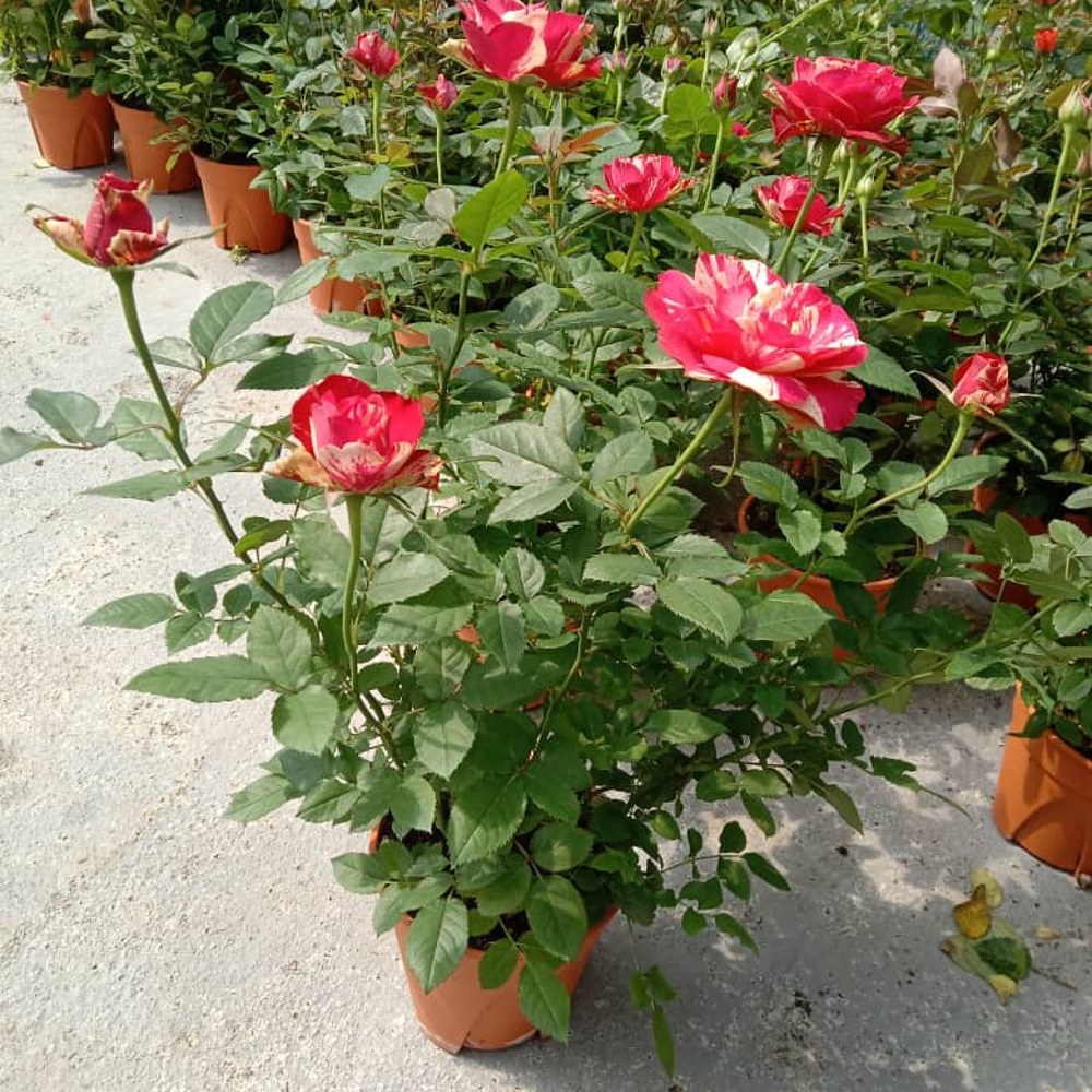 Pokok Bunga Rose Mix (Kampung + English Rose) - Image 2