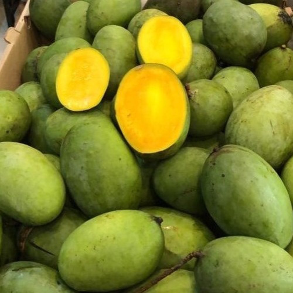 Anak Pokok Mangga Kuini/Kuinin/Konen Kahwin - Image 1