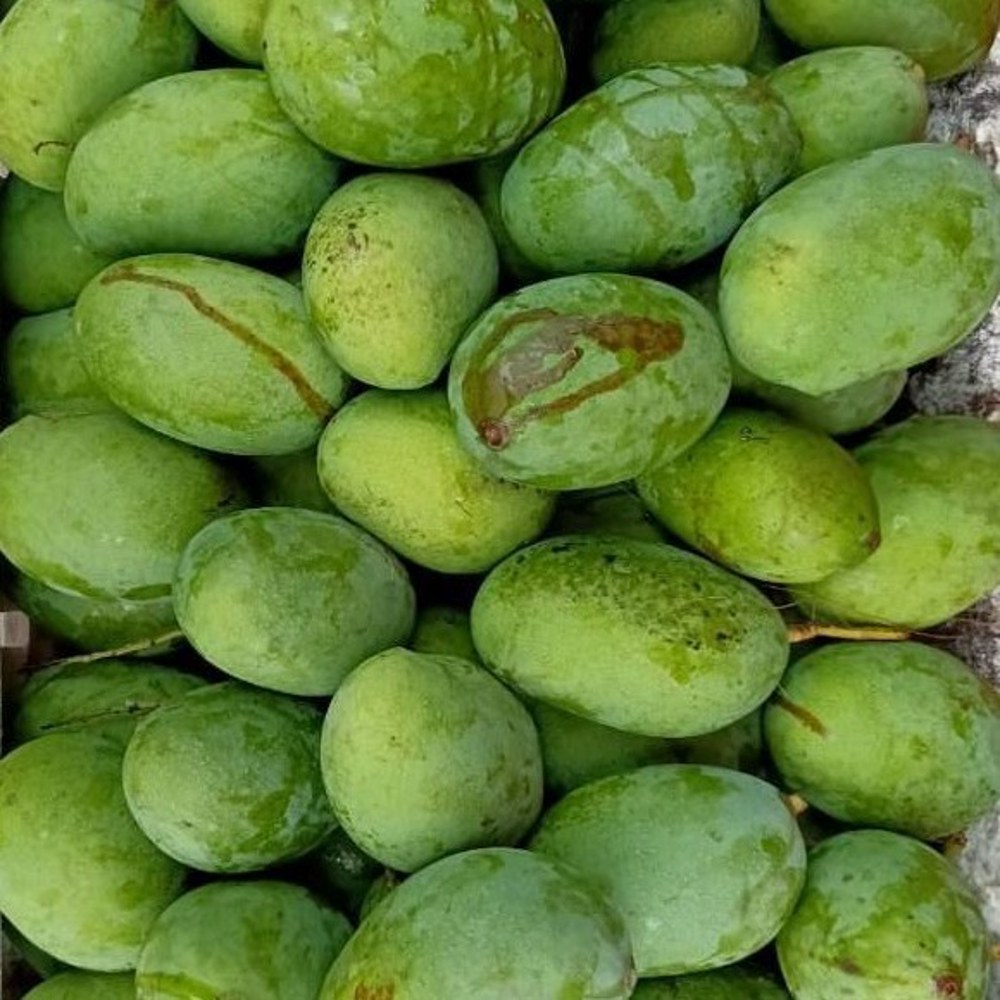 Anak Pokok Mangga Kuini/Kuinin/Konen Kahwin - Image 2