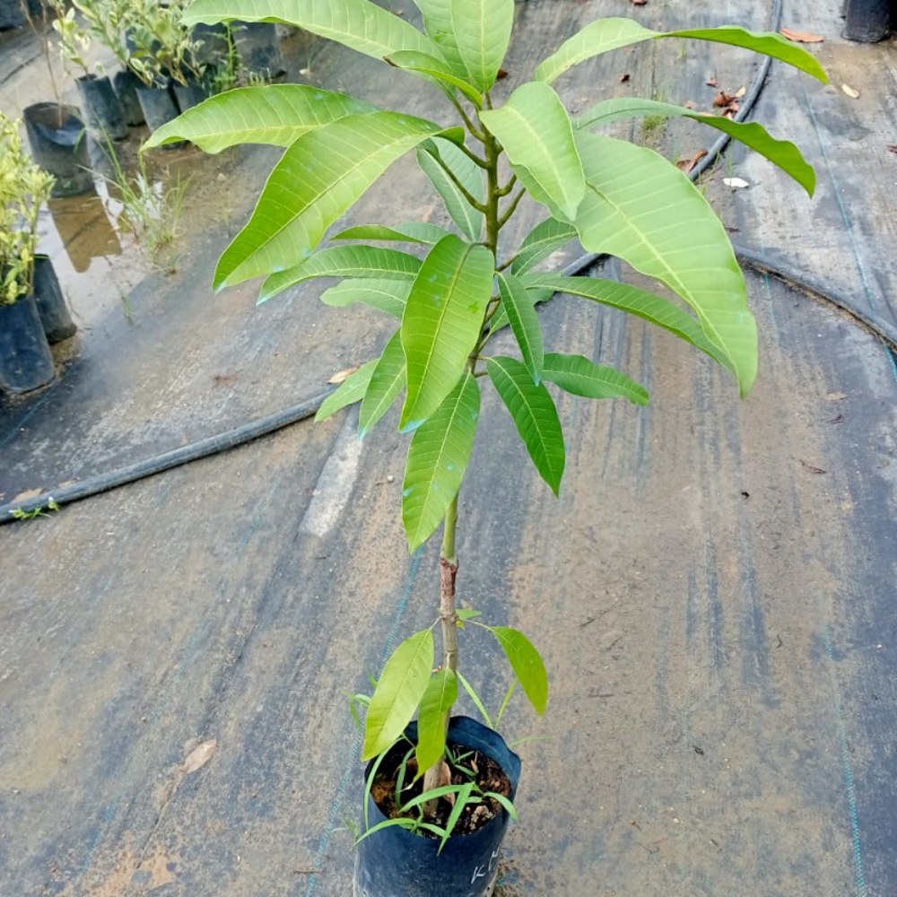 Anak Pokok Mangga Kuini/Kuinin/Konen Kahwin - Image 3