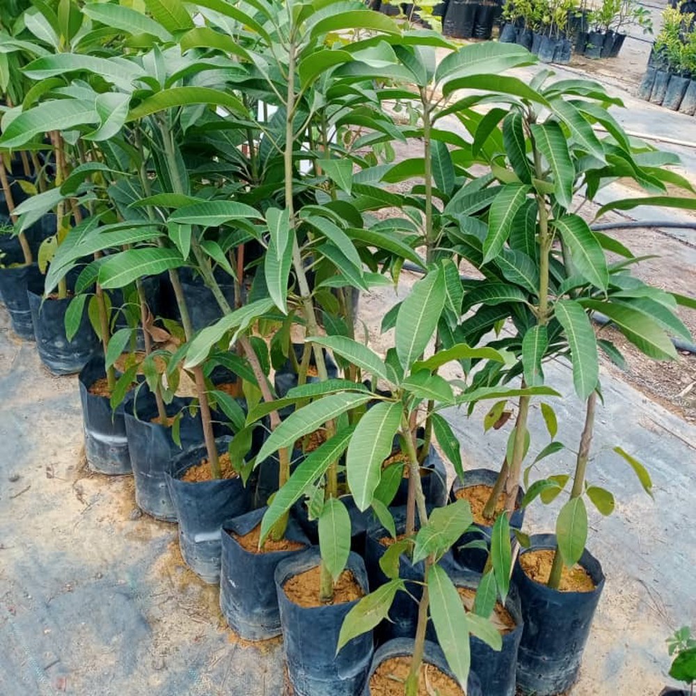 Anak Pokok Mangga Kuini/Kuinin/Konen Kahwin - Image 4