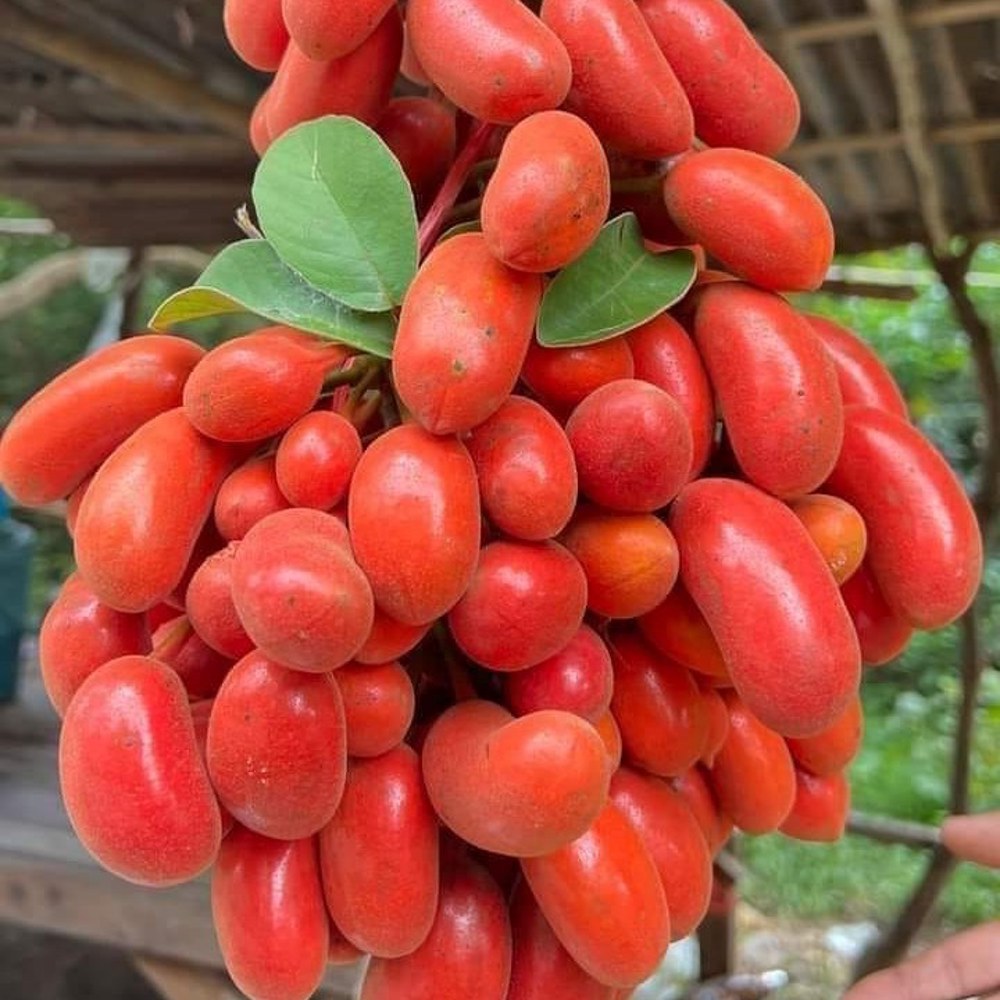 Anak Pokok Larak aka Uvaria Rufa - Image 1