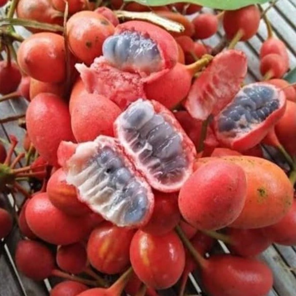 Anak Pokok Larak aka Uvaria Rufa - Image 2