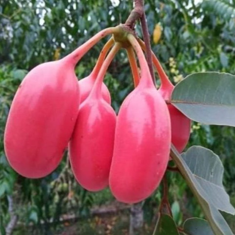 Anak Pokok Larak aka Uvaria Rufa - Image 3